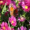 Aster (Aster 'Anneke')