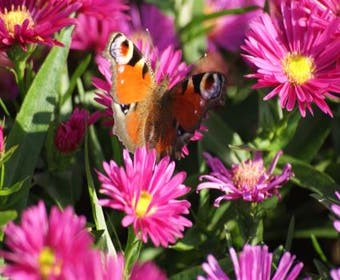 Aster (Aster 'Anneke')
