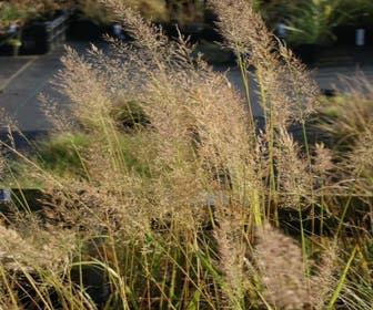 Diamantgras (Calamagrostis brachytricha)