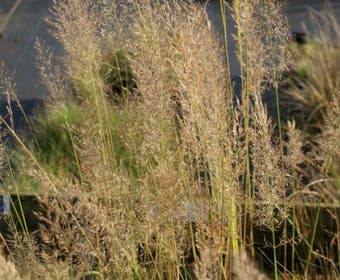 Diamantgras (Calamagrostis brachytricha)