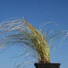 Zegge (Carex comans 'Frosted Curls')