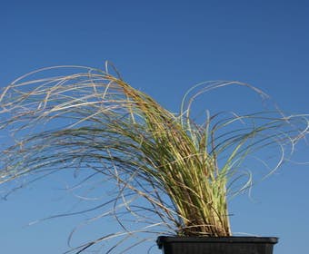 Zegge (Carex comans 'Frosted Curls')
