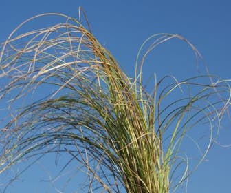 Zegge (Carex comans 'Frosted Curls')