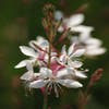Lindheimer's kaars (Gaura lindheimeri 'Whirling Butterflies')