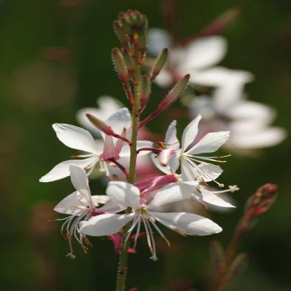 Gaura lindheimeri 'Whirling Butterflies' (Lindheimer's kaars)