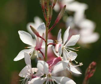 Lindheimer's kaars (Gaura lindheimeri 'Whirling Butterflies')