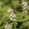 Perzischise muts/Schuimbloem (Tiarella wherryi)