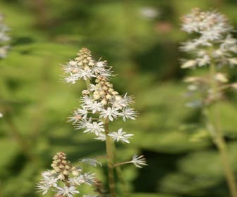 Perzischise muts/Schuimbloem (Tiarella wherryi)