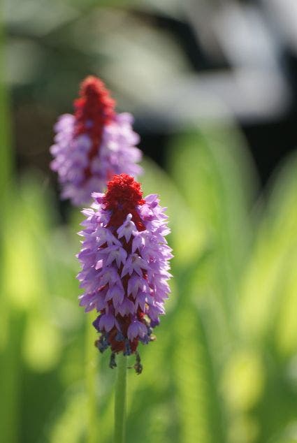 Chinese sleutelbloem