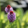 Orchideeprimula (Primula vialii)
