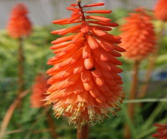 Vuurpijl/Fakkellelie (Kniphofia 'Alcazar')