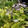 Funkia/Hartlelie (Hosta 'Sum and Substance')