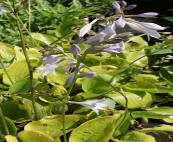 Funkia/Hartlelie (Hosta 'Sum and Substance')
