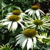 Zonnehoed (Echinacea purpurea 'Alba')