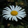 Hefstmargriet  (Leucanthemum 'Alaska')