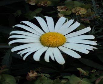 Hefstmargriet  (Leucanthemum 'Alaska')