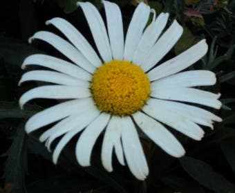 Hefstmargriet  (Leucanthemum 'Alaska')