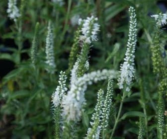 Virginische ereprijs (Veronicastrum virginicum 'Album')