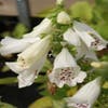 Vingerhoedskruid (Digitalis purpurea 'Alba')
