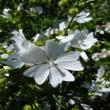 Kaasjeskruid (Malva sylvestris 'Marina')