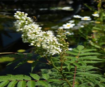 Lijsterbesspirea (Sorbaria sorbifolia 'Sem')