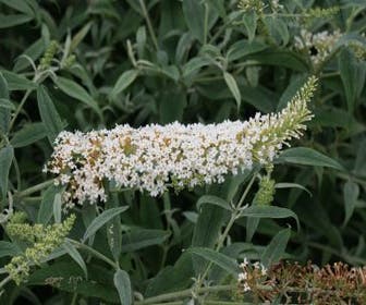 Vlinderstruik (Buddleja 'White Ball')