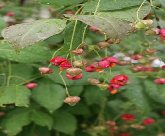 Kardinaalsmuts (Euonymus planipes)