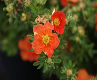 Ganzerik (Potentilla fruticosa 'Red Ace')