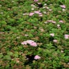Spierstruik (Spiraea japonica 'Little Princess')