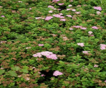 Spierstruik (Spiraea japonica 'Little Princess')