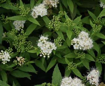 Spierstruik (Spiraea japonica 'Albiflora')