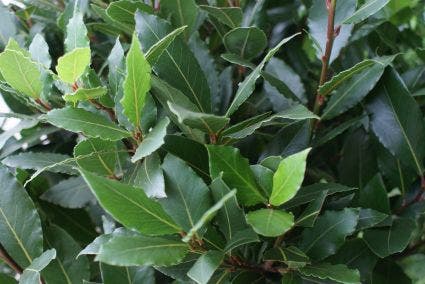Laurus nobilis