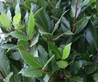 Echte laurier op stam (Laurus nobilis)