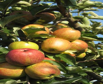 Appelboom (Malus domestica )