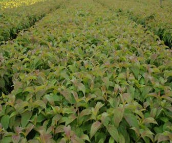 Dwergkornoelje (Cornus stolonifera 'Kelseyi')