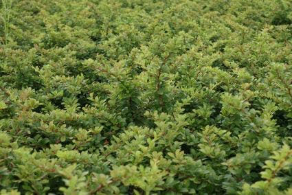 Japanse berberis