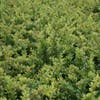 Zuurbes (Berberis thunbergii)