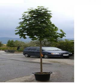 Noorse Esdoorn (Acer platanoides 'Charles Joly')