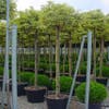 Bontbladige Olijfwilg als boom (Elaeagnus ebbingei 'Gilt Edge')