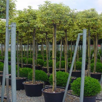 Bontbladige Olijfwilg als boom (Elaeagnus ebbingei 'Gilt Edge')