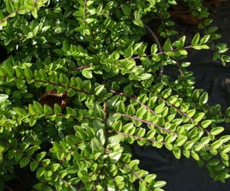 Struikkamperfoelie (Lonicera nitida 'Maigrun')