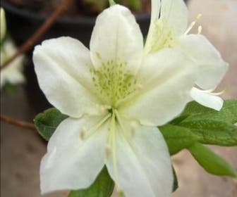 Japanse Azalea (Rhododendron 'White Lady')