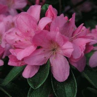 Japanse Azalea (Rhododendron 'Madame van Hecke')