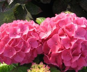 Hortensia (Hydrangea 'Preziosa')