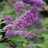 Vlinderstruik (Buddleja 'Blue Chip')