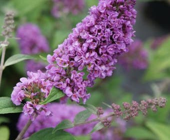 Vlinderstruik (Buddleja 'Blue Chip')