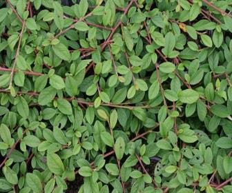 Dwergmispel (Cotoneaster dammeri 'Gelre')