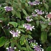 Fluweelhortensia (Hydrangea aspera 'Sargentiana')