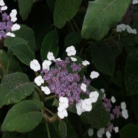 Hydrangea aspera 'Sargentiana' (Fluweelhortensia)