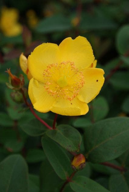 Hypericum 'Hidcote'